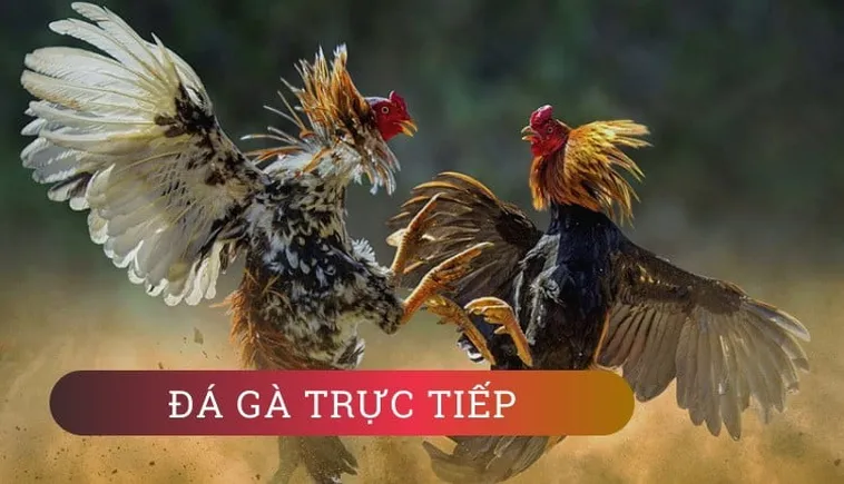 Cách Chơi Đá Gà WS168 Tại GO88 Hấp Dẫn Cho Mọi Cược Thủ