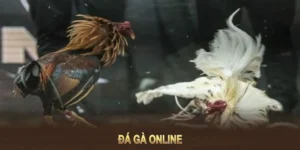 Cách Chơi Đá Gà WS168 Tại GO88 Hấp Dẫn Cho Mọi Cược Thủ