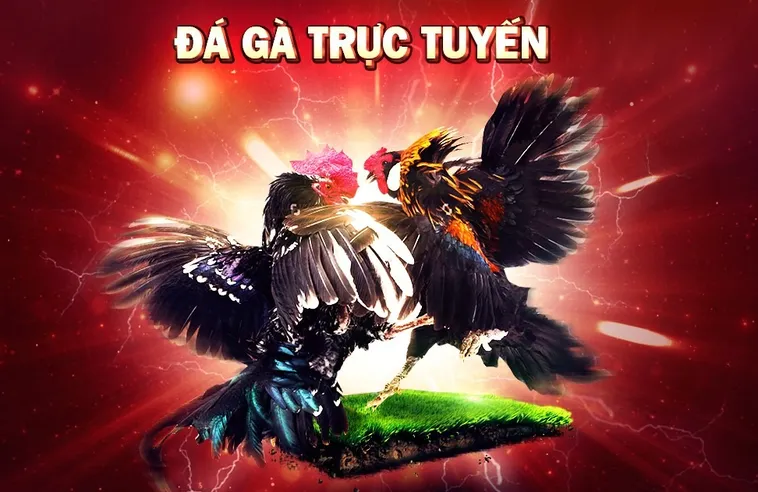 Cách Chơi Đá Gà 3D Tại GO88 Hấp Dẫn Nhất Cho Tân Thủ