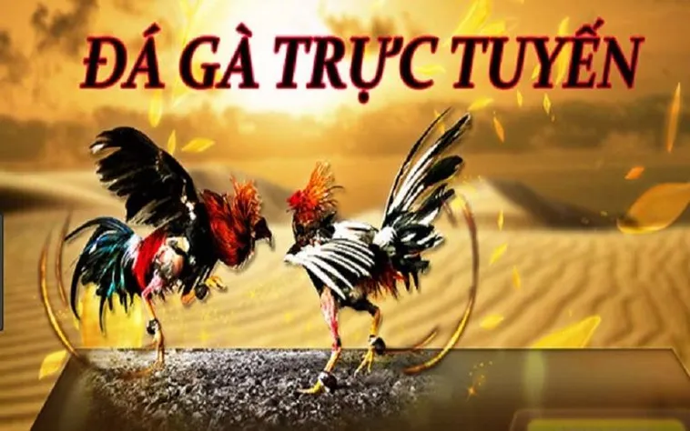 Cách Chơi Đá Gà 3D Tại GO88 Hấp Dẫn Nhất Cho Tân Thủ